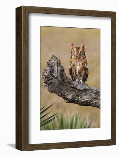 Eastern Screech Owl, Otus Asio, roosting in tree-Larry Ditto-Framed Photographic Print