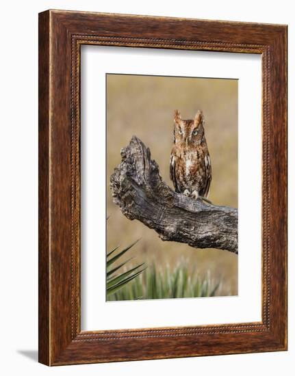 Eastern Screech Owl, Otus Asio, roosting in tree-Larry Ditto-Framed Photographic Print