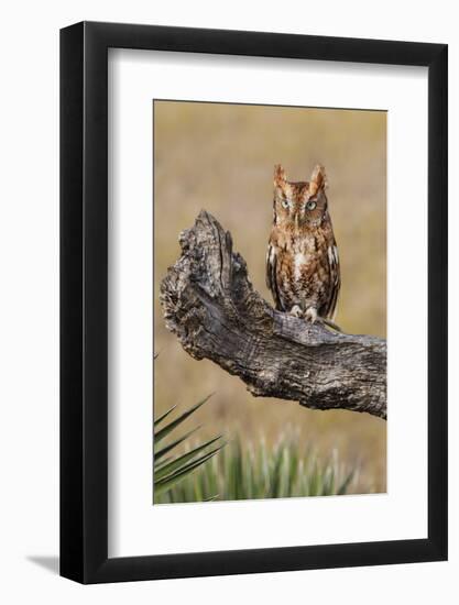 Eastern Screech Owl, Otus Asio, roosting in tree-Larry Ditto-Framed Photographic Print