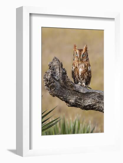 Eastern Screech Owl, Otus Asio, roosting in tree-Larry Ditto-Framed Photographic Print