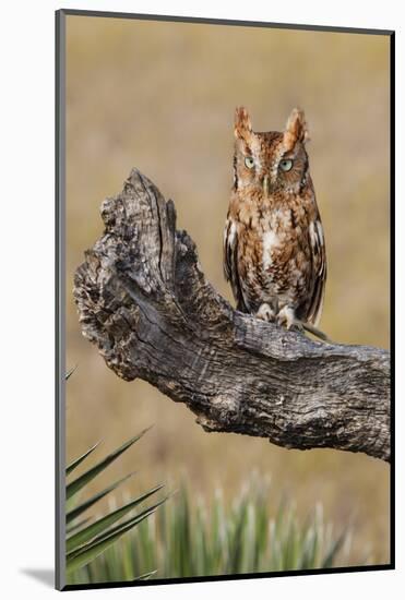 Eastern Screech Owl, Otus Asio, roosting in tree-Larry Ditto-Mounted Photographic Print