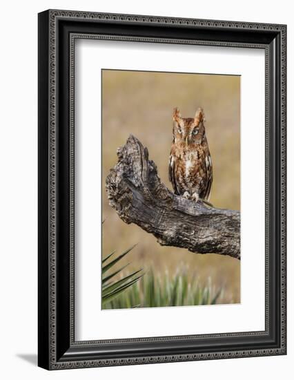 Eastern Screech Owl, Otus Asio, roosting in tree-Larry Ditto-Framed Photographic Print