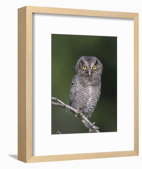 Eastern Screech-Owl Young Fledgling, Willacy County, Rio Grande Valley, Texas, USA-Rolf Nussbaumer-Framed Photographic Print