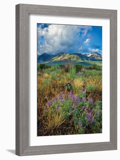 Eastern Sierra III-Mark Geistweite-Framed Photographic Print