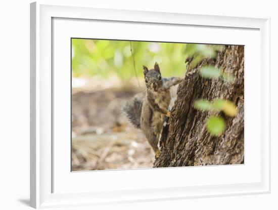 Eastern Sierra Nevada. an Inquisitive Douglas Squirrel or Chickaree-Michael Qualls-Framed Photographic Print