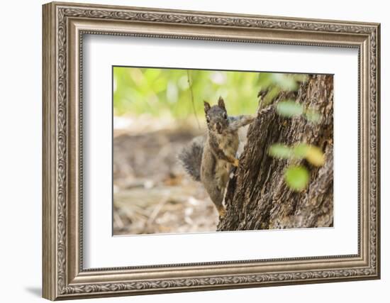 Eastern Sierra Nevada. an Inquisitive Douglas Squirrel or Chickaree-Michael Qualls-Framed Photographic Print