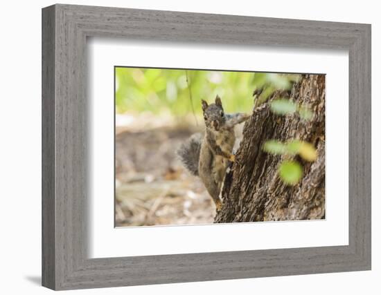 Eastern Sierra Nevada. an Inquisitive Douglas Squirrel or Chickaree-Michael Qualls-Framed Photographic Print