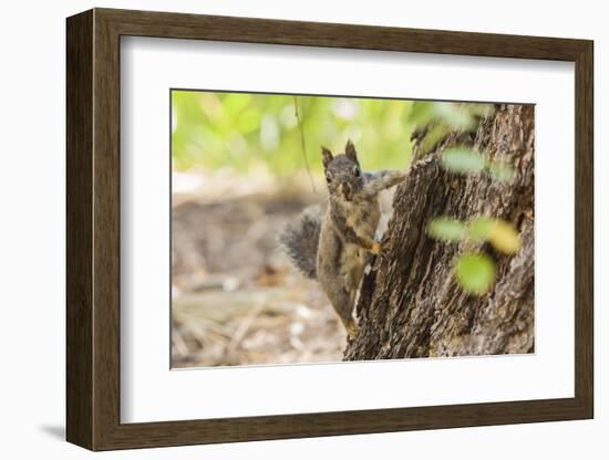 Eastern Sierra Nevada. an Inquisitive Douglas Squirrel or Chickaree-Michael Qualls-Framed Photographic Print