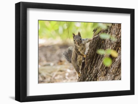 Eastern Sierra Nevada. an Inquisitive Douglas Squirrel or Chickaree-Michael Qualls-Framed Photographic Print