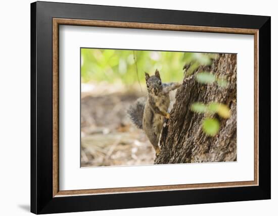 Eastern Sierra Nevada. an Inquisitive Douglas Squirrel or Chickaree-Michael Qualls-Framed Photographic Print