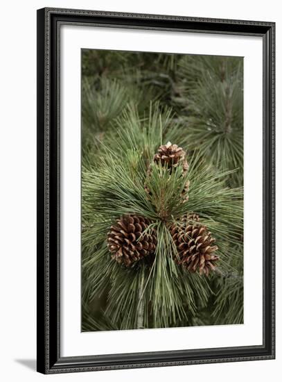 Eastern Sierra Pine and New Cones at Oh-Ridge Campground, June Lake, California-Michael Qualls-Framed Photographic Print