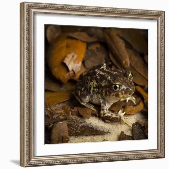 Eastern Spadefoot Toad, Scaphiopus holbrookii, Flordia,-Maresa Pryor-Framed Photographic Print