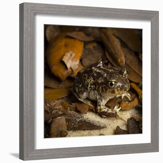 Eastern Spadefoot Toad, Scaphiopus holbrookii, Flordia,-Maresa Pryor-Framed Photographic Print