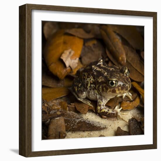 Eastern Spadefoot Toad, Scaphiopus holbrookii, Flordia,-Maresa Pryor-Framed Photographic Print