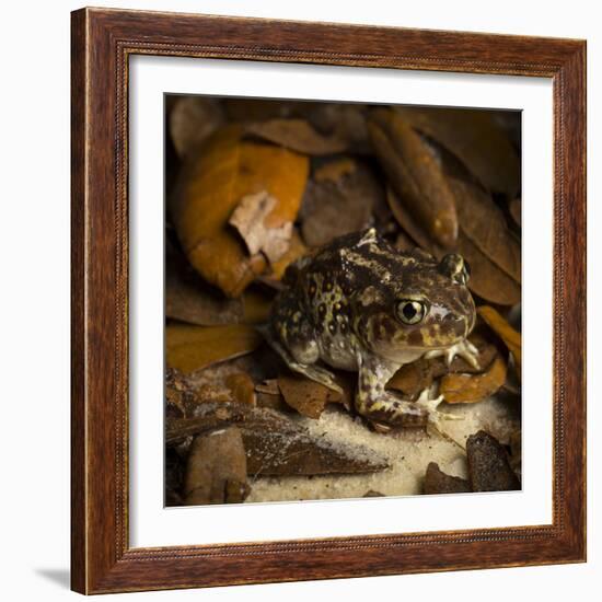 Eastern Spadefoot Toad, Scaphiopus holbrookii, Flordia,-Maresa Pryor-Framed Photographic Print