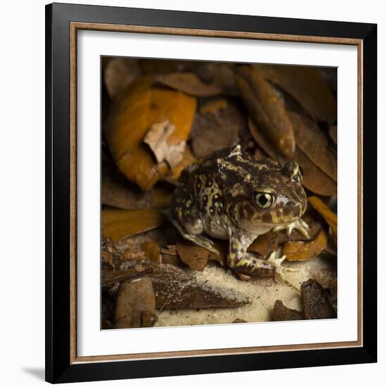 Eastern Spadefoot Toad, Scaphiopus holbrookii, Flordia,-Maresa Pryor-Framed Photographic Print