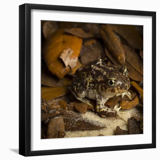 Eastern Spadefoot Toad, Scaphiopus holbrookii, Flordia,-Maresa Pryor-Framed Photographic Print