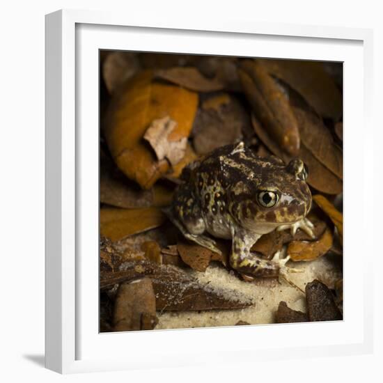 Eastern Spadefoot Toad, Scaphiopus holbrookii, Flordia,-Maresa Pryor-Framed Photographic Print