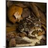 Eastern Spadefoot Toad, Scaphiopus holbrookii, Flordia,-Maresa Pryor-Mounted Photographic Print