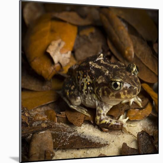 Eastern Spadefoot Toad, Scaphiopus holbrookii, Flordia,-Maresa Pryor-Mounted Photographic Print