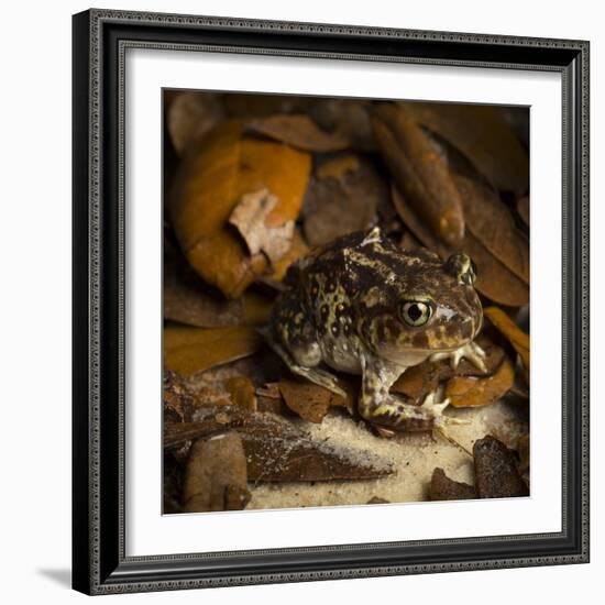 Eastern Spadefoot Toad, Scaphiopus holbrookii, Flordia,-Maresa Pryor-Framed Photographic Print