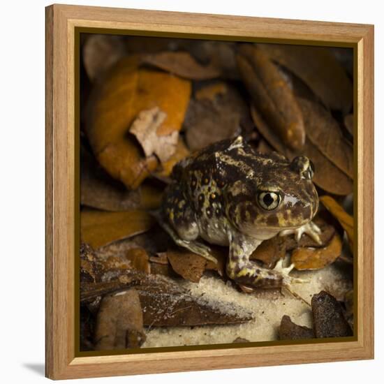 Eastern Spadefoot Toad, Scaphiopus holbrookii, Flordia,-Maresa Pryor-Framed Premier Image Canvas