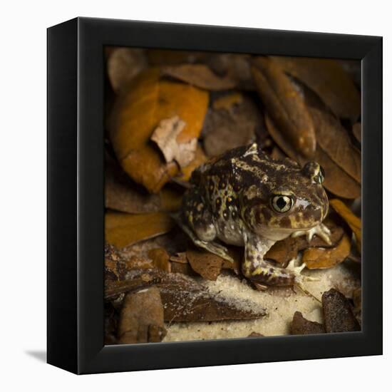 Eastern Spadefoot Toad, Scaphiopus holbrookii, Flordia,-Maresa Pryor-Framed Premier Image Canvas