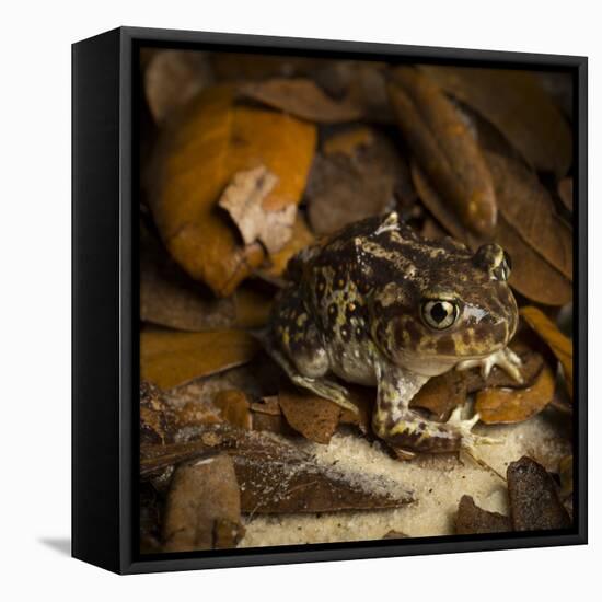 Eastern Spadefoot Toad, Scaphiopus holbrookii, Flordia,-Maresa Pryor-Framed Premier Image Canvas