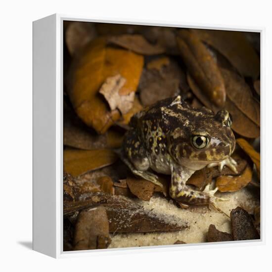 Eastern Spadefoot Toad, Scaphiopus holbrookii, Flordia,-Maresa Pryor-Framed Premier Image Canvas