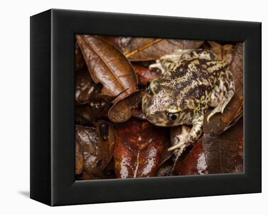 Eastern Spadefoot Toad, Scaphiopus holbrookii, Flordia,-Maresa Pryor-Framed Premier Image Canvas