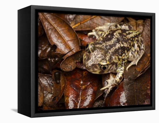 Eastern Spadefoot Toad, Scaphiopus holbrookii, Flordia,-Maresa Pryor-Framed Premier Image Canvas