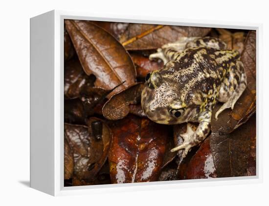 Eastern Spadefoot Toad, Scaphiopus holbrookii, Flordia,-Maresa Pryor-Framed Premier Image Canvas