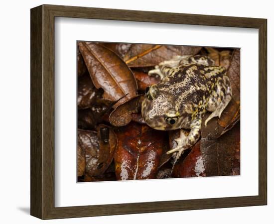 Eastern Spadefoot Toad, Scaphiopus holbrookii, Flordia,-Maresa Pryor-Framed Photographic Print