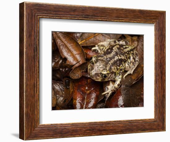 Eastern Spadefoot Toad, Scaphiopus holbrookii, Flordia,-Maresa Pryor-Framed Photographic Print