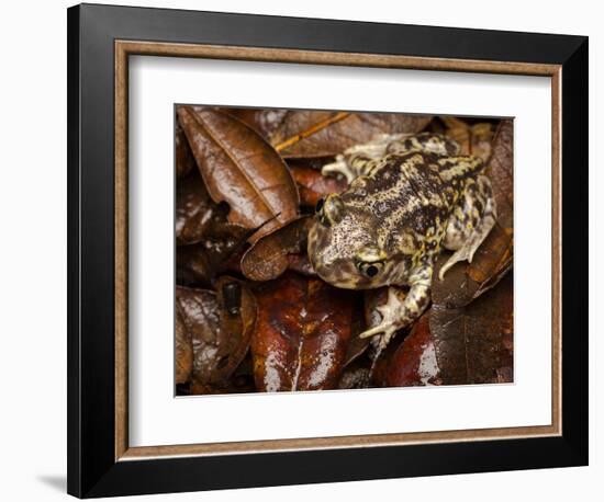 Eastern Spadefoot Toad, Scaphiopus holbrookii, Flordia,-Maresa Pryor-Framed Photographic Print