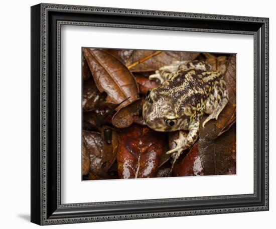 Eastern Spadefoot Toad, Scaphiopus holbrookii, Flordia,-Maresa Pryor-Framed Photographic Print