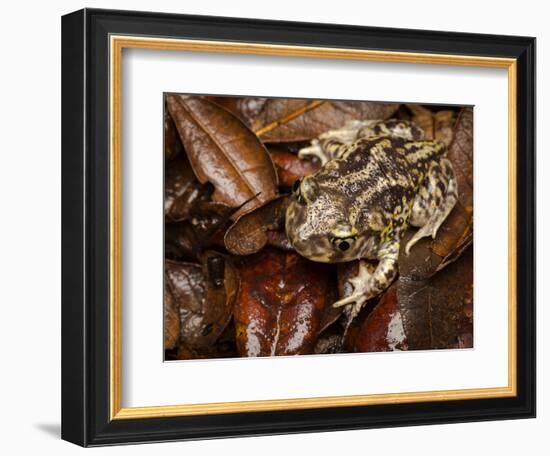 Eastern Spadefoot Toad, Scaphiopus holbrookii, Flordia,-Maresa Pryor-Framed Photographic Print