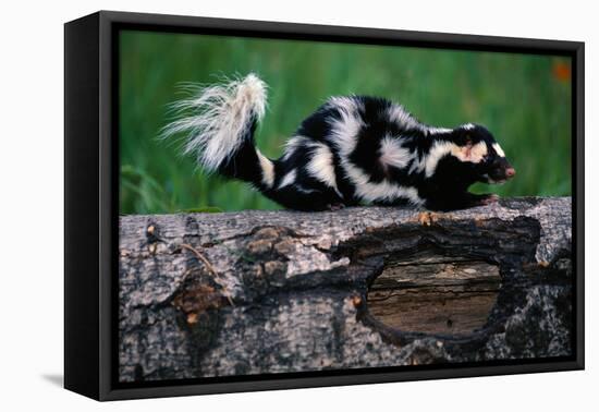 Eastern Spotted Skunk-W. Perry Conway-Framed Premier Image Canvas