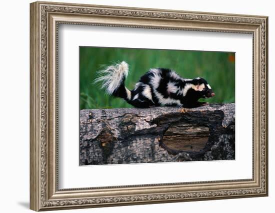 Eastern Spotted Skunk-W. Perry Conway-Framed Photographic Print