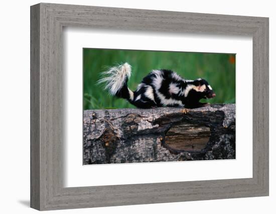 Eastern Spotted Skunk-W. Perry Conway-Framed Photographic Print