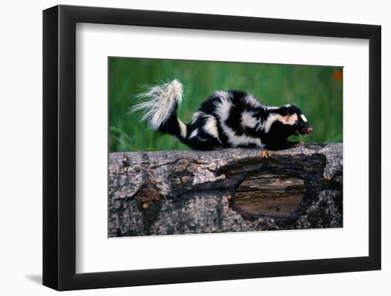 Eastern Spotted Skunk-W. Perry Conway-Framed Photographic Print