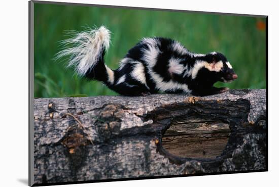 Eastern Spotted Skunk-W. Perry Conway-Mounted Photographic Print