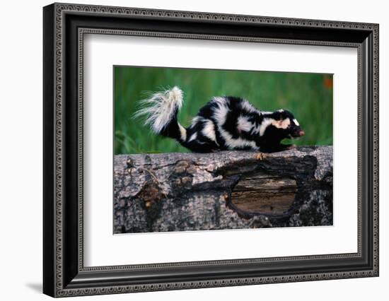 Eastern Spotted Skunk-W. Perry Conway-Framed Photographic Print