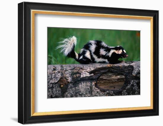 Eastern Spotted Skunk-W. Perry Conway-Framed Photographic Print