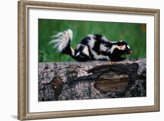 Eastern Spotted Skunk-W. Perry Conway-Framed Photographic Print