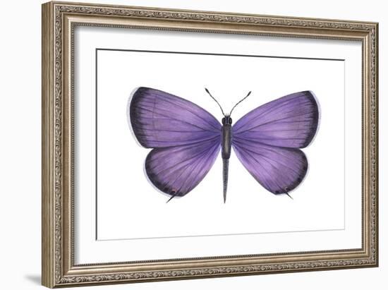 Eastern Tailed Blue Butterfly (Everes Comyntas), Insects-Encyclopaedia Britannica-Framed Art Print