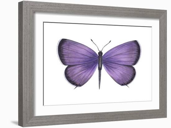 Eastern Tailed Blue Butterfly (Everes Comyntas), Insects-Encyclopaedia Britannica-Framed Art Print