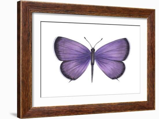 Eastern Tailed Blue Butterfly (Everes Comyntas), Insects-Encyclopaedia Britannica-Framed Art Print