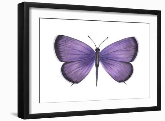 Eastern Tailed Blue Butterfly (Everes Comyntas), Insects-Encyclopaedia Britannica-Framed Art Print