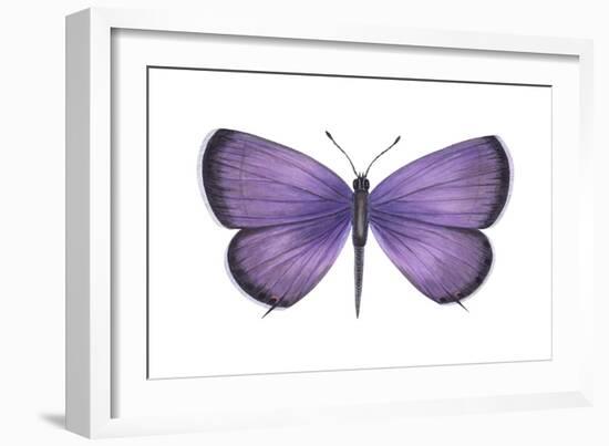 Eastern Tailed Blue Butterfly (Everes Comyntas), Insects-Encyclopaedia Britannica-Framed Art Print